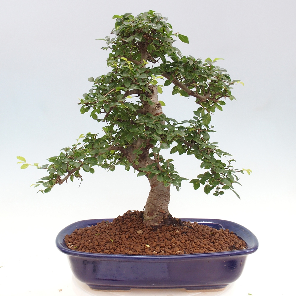 Bonsai wewnętrzne - Ulmus parvifolia - Wiąz drobnolistny