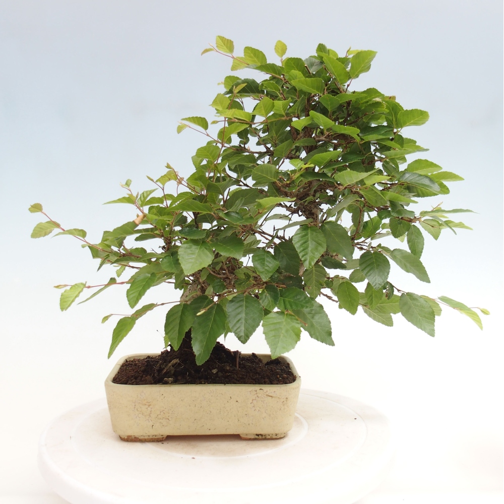 Bonsai zewnętrzne -Carpinus CARPINOIDES - grab koreański