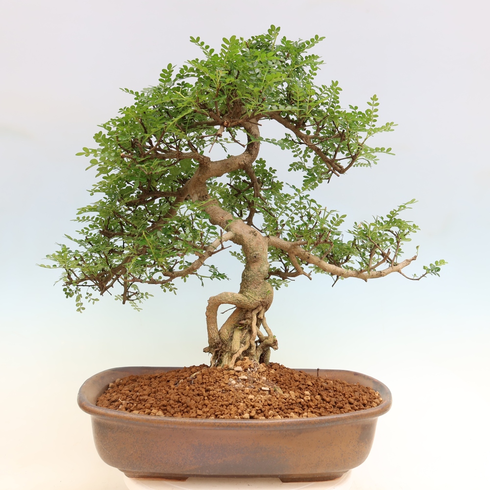 Pokój bonsai - Zantoxylum piperitum - drzewo pieprzowe