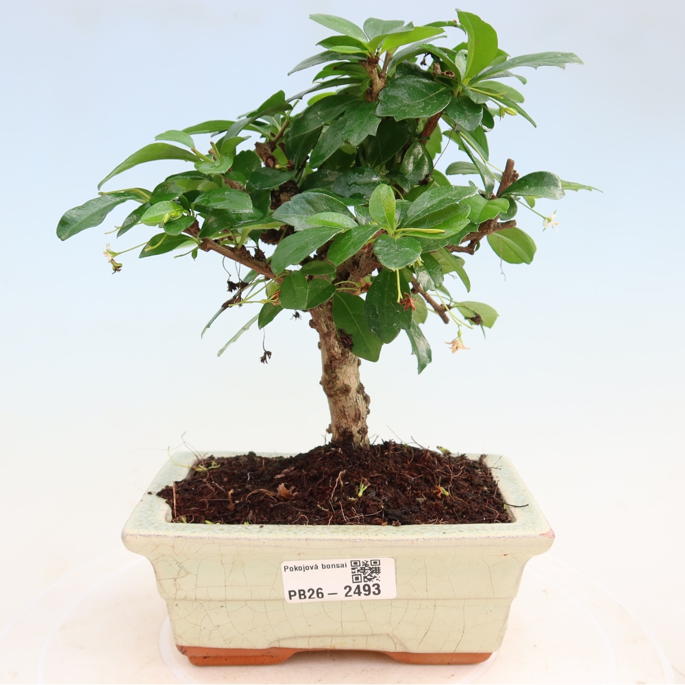 Bonsai pokojowe - Carmona macrophylla - Tea fuki