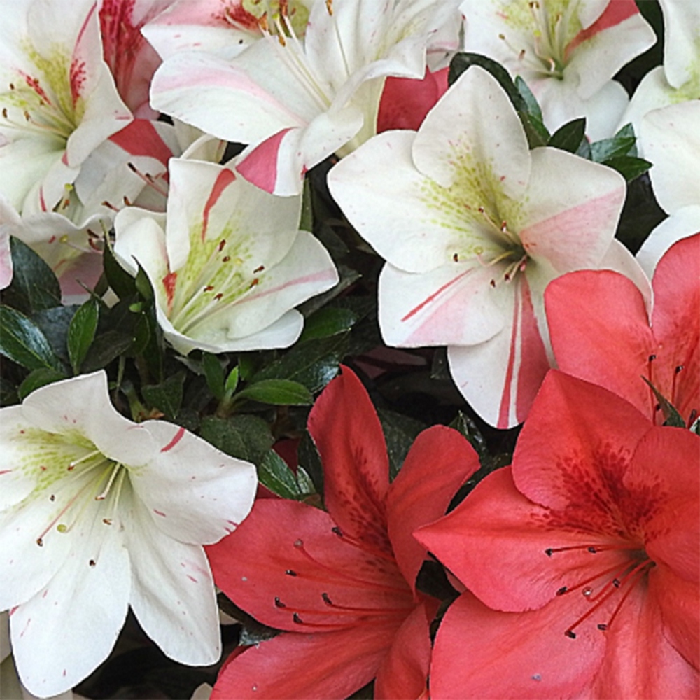 Bonsai zewnętrzne - Azalia japońska - Azalia Saishun
