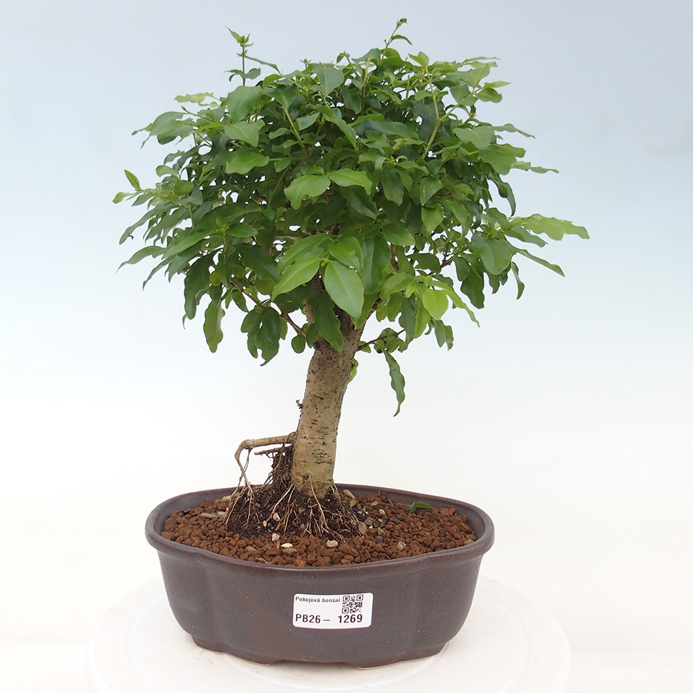 Pokój bonsai - Ligustrum chinensis - Dziób ptaka