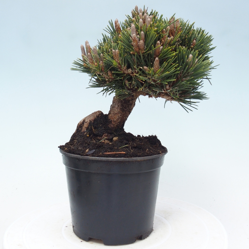 Outdoor bonsai - Pinus thunbergii senjyumaru - Sosna Thunberga