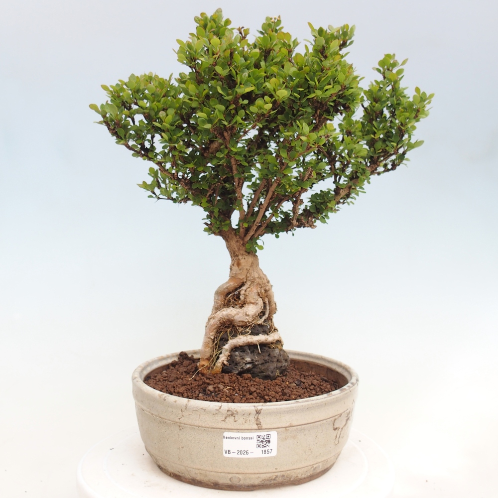 Bonsai zewnętrzne - Berberis coreana
