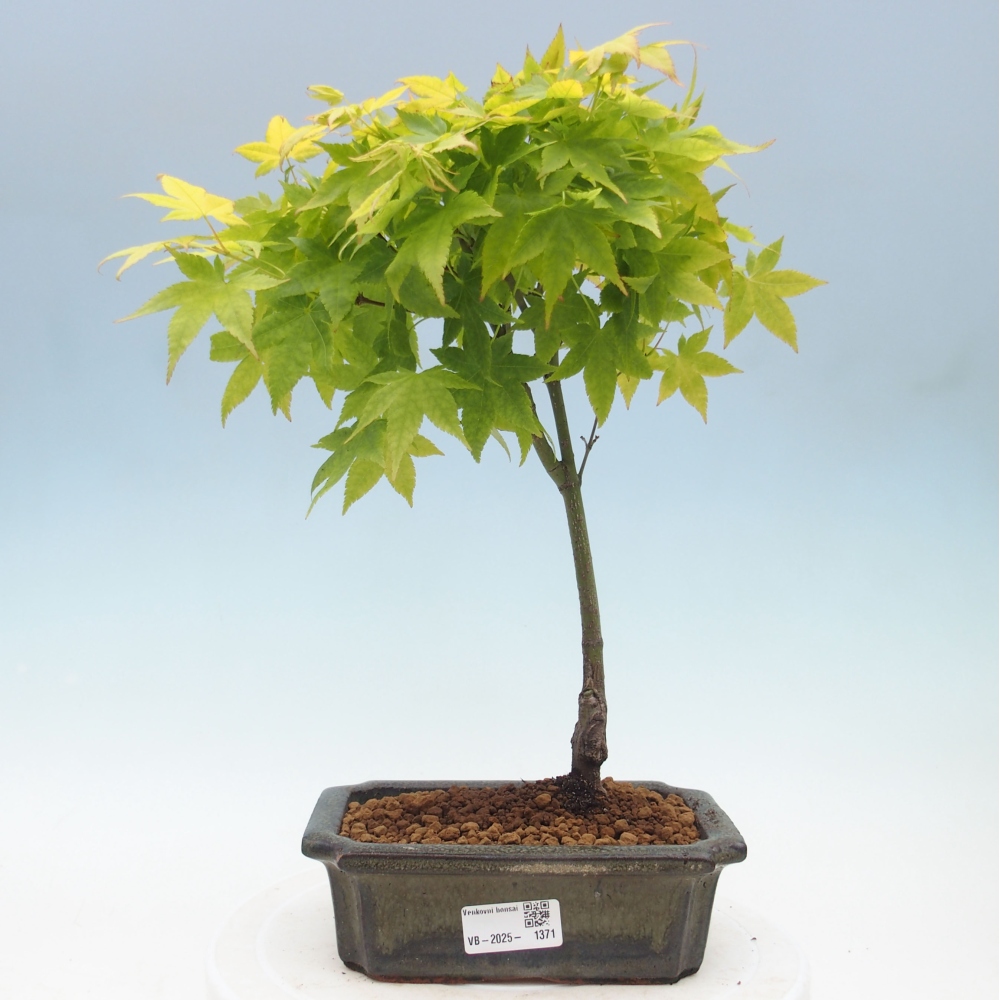 Acer palmatum Aureum - Klon Złotej Palmy