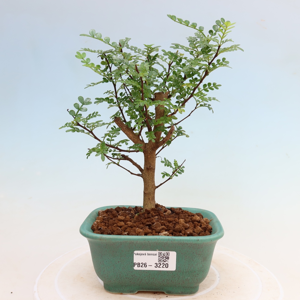 Pokój bonsai - Zantoxylum piperitum - drzewo pieprzowe