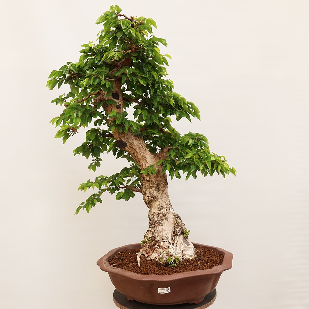 Bonsai plenerowe - Carpinus Coreana - grab koreański