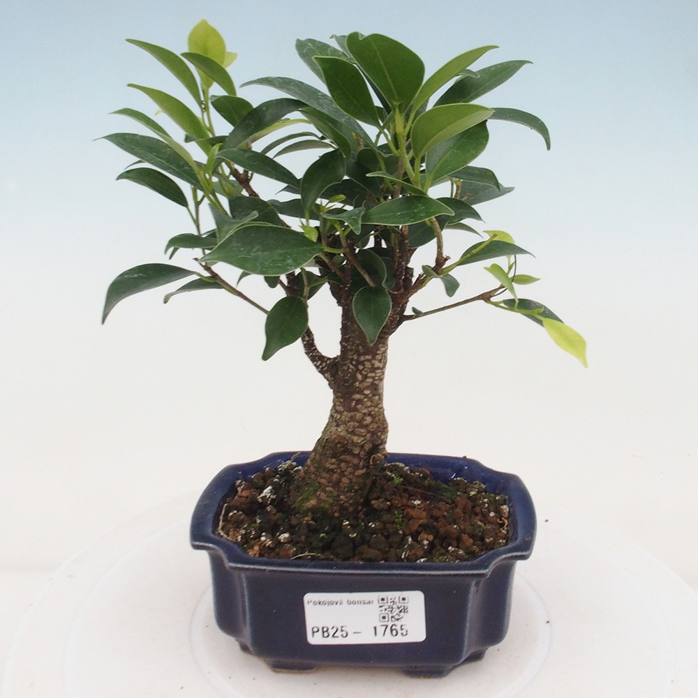Pokojová bonsai - Ficus retusa - malolistý fíkus