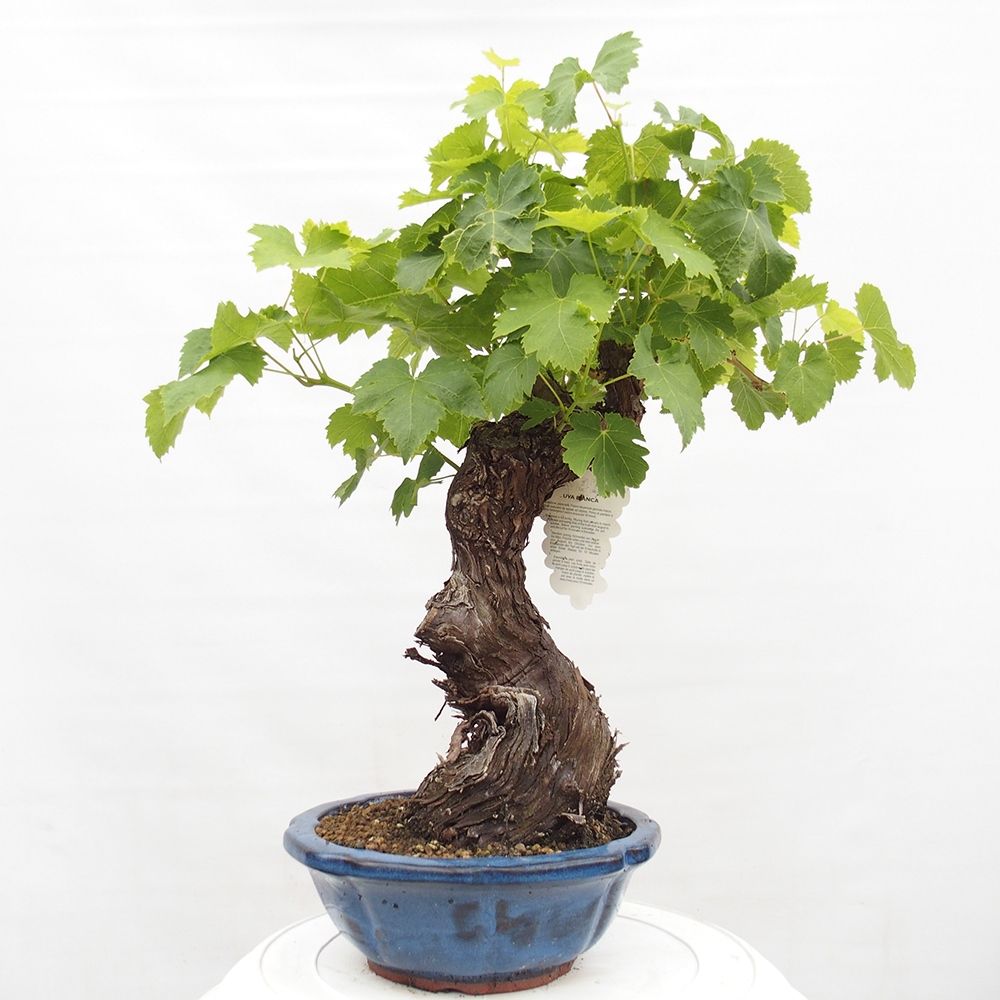 Bonsai plenerowe - Vitis vinnifera MUSKAT ITALIA  - Winorośl