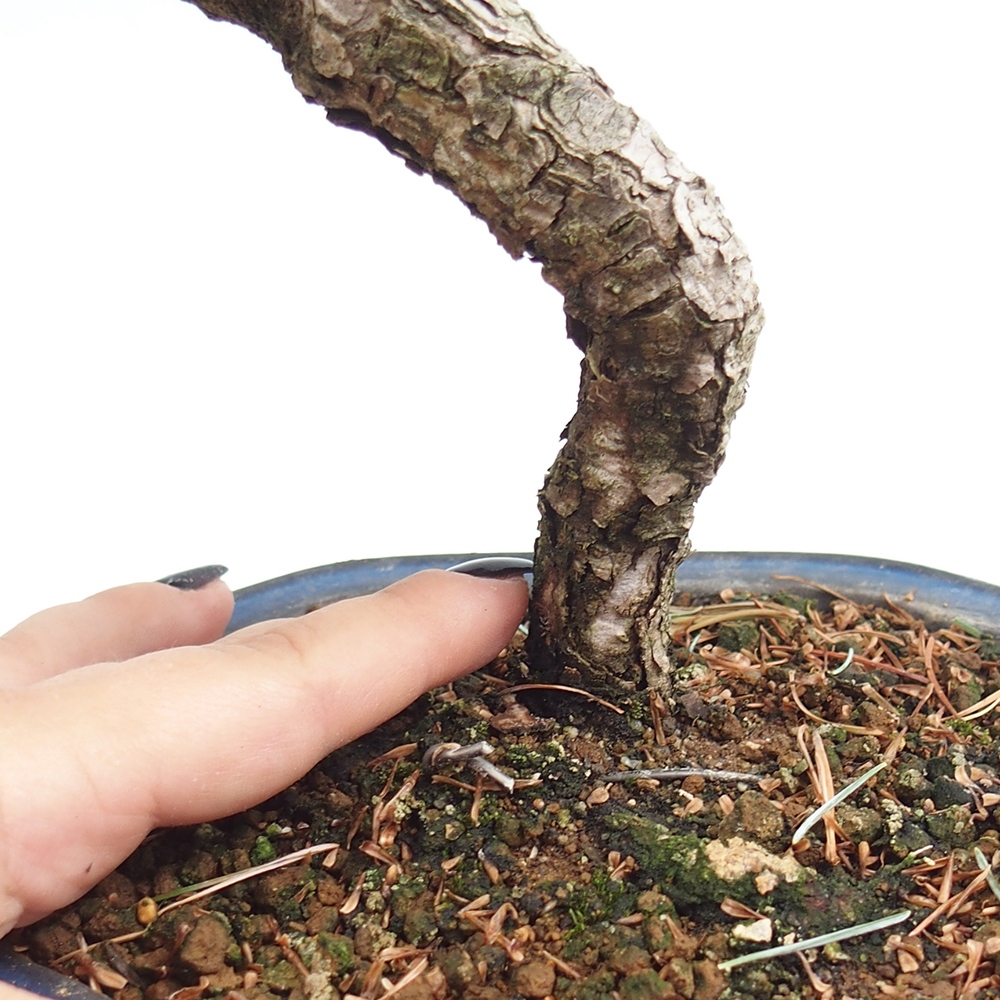 Outdoor bonsai - Pinus parviflora - Mała sosna