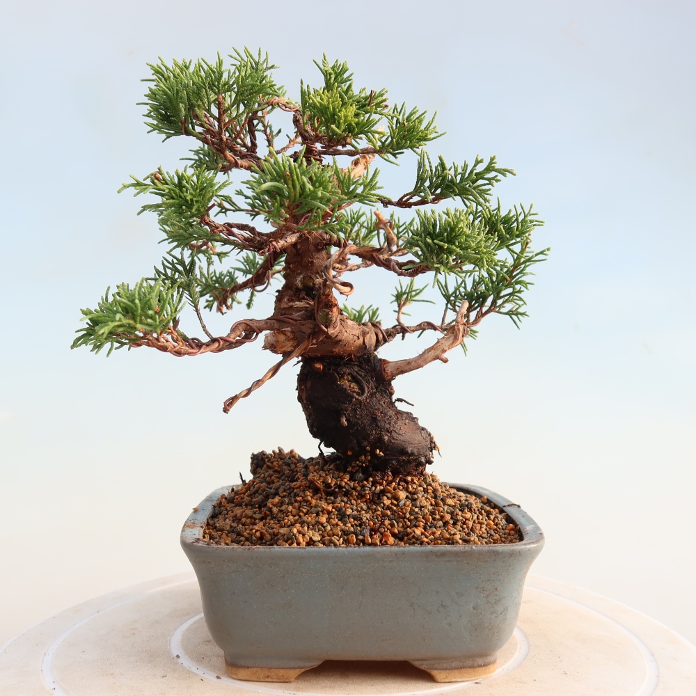 Outdoor bonsai - Juniperus chinensis Itoigawa - Jałowiec chiński