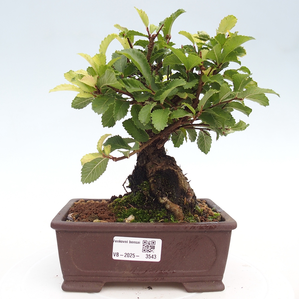 Bonsai zewnętrzne - Zelkova - Zelkova NIRE