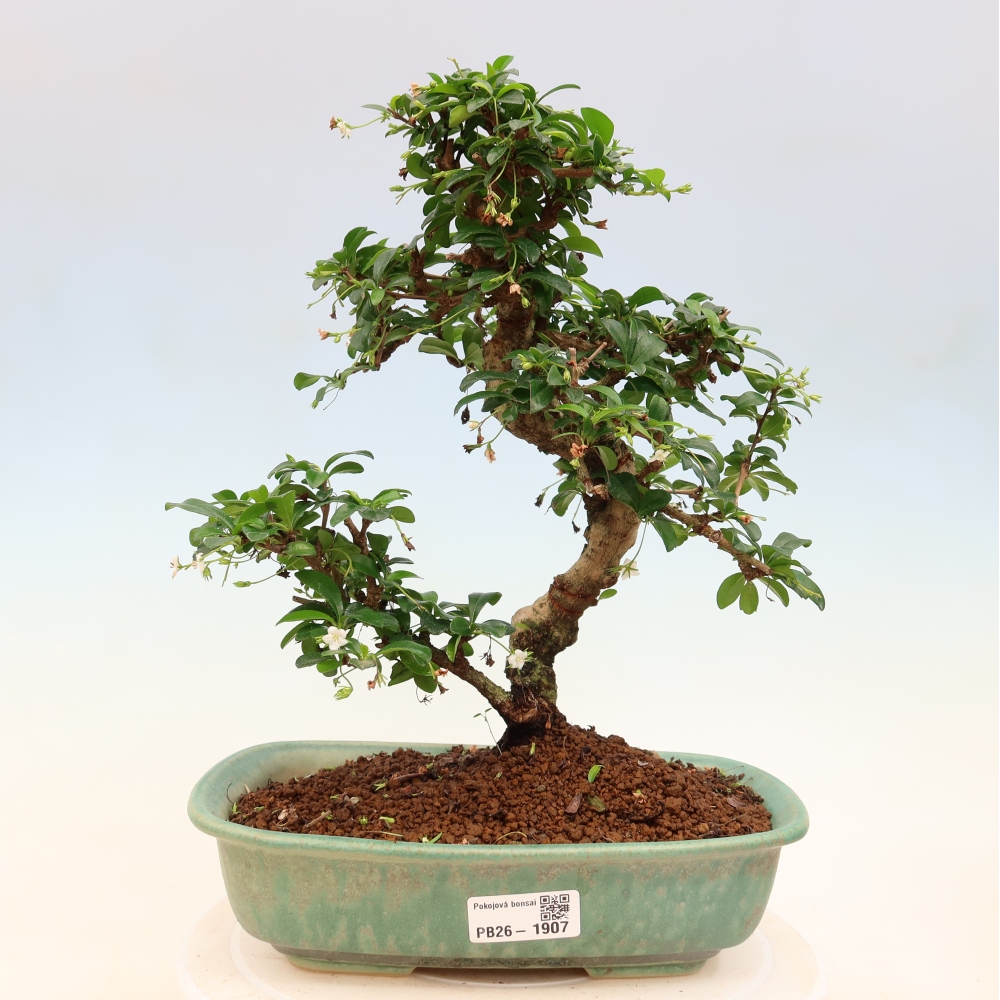 Bonsai pokojowe - Carmona macrophylla - Tea fuki