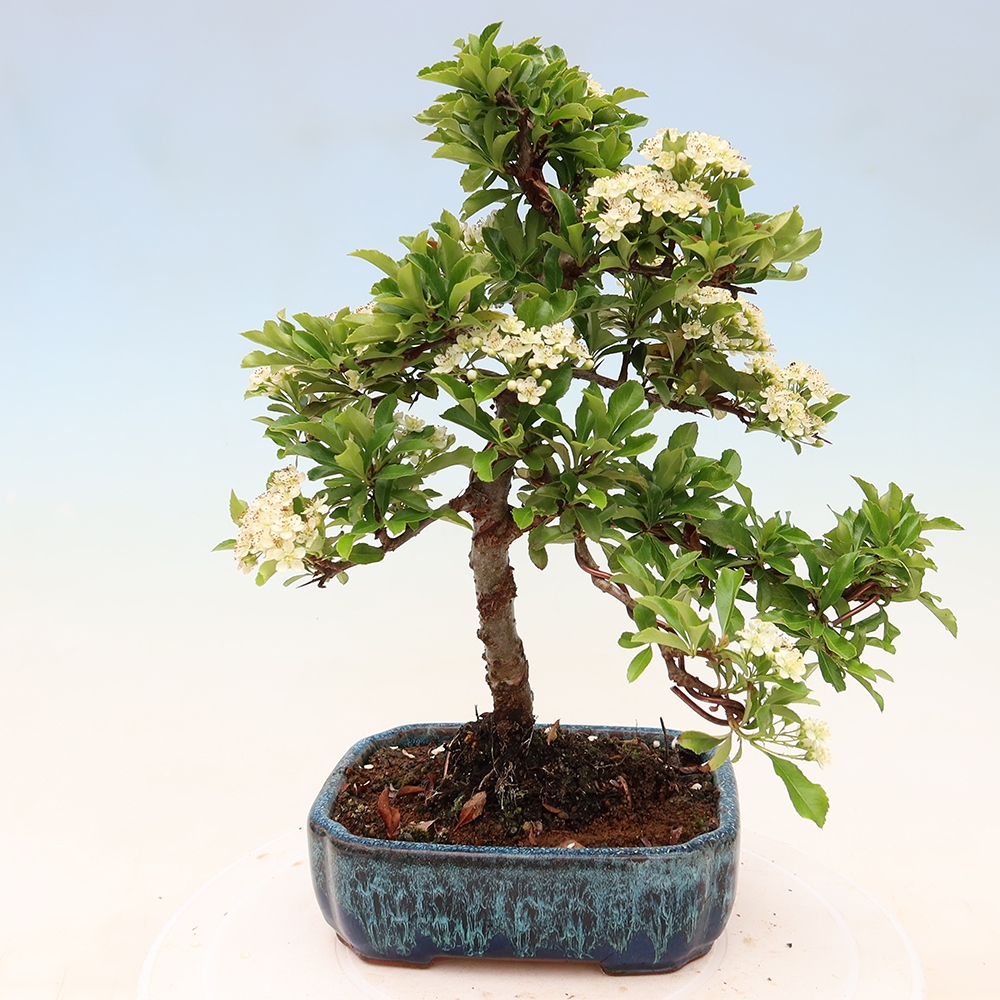 Bonsai ogrodowe – Pyracantha teton – ognik szkarłatny