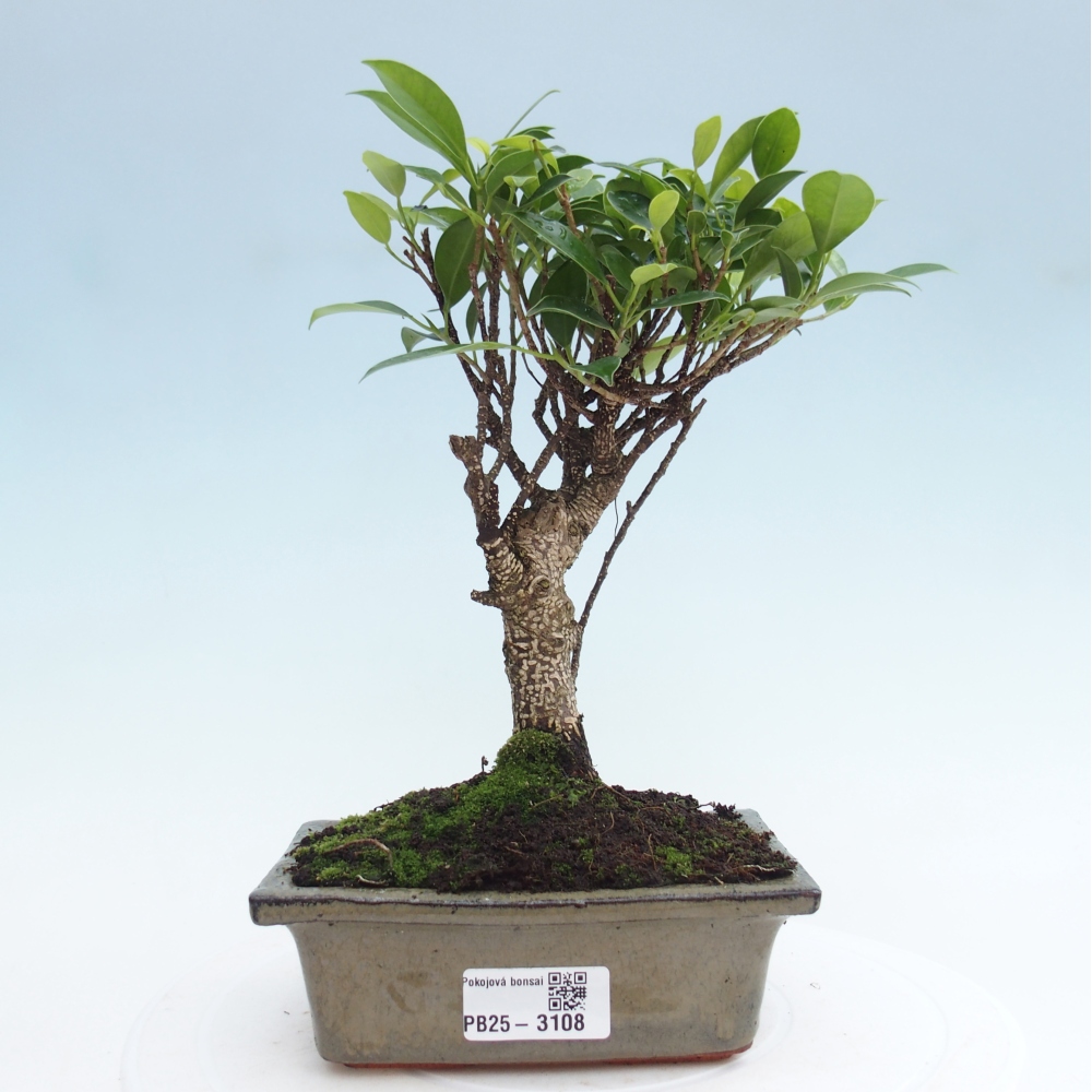 Bonsai wewnętrzne - Ficus retusa - figowiec drobnolistny