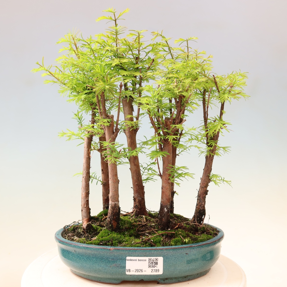 Bonsai ogrodowe – Metasequoia glyptostroboides – metasekwoja chińska – zagajnik