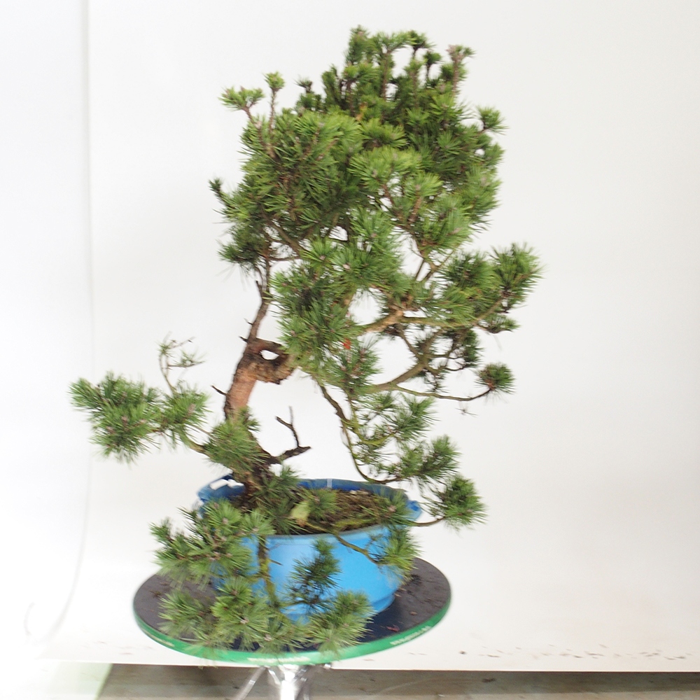 Yamadori - Pinus sylvestris Hiszpania
