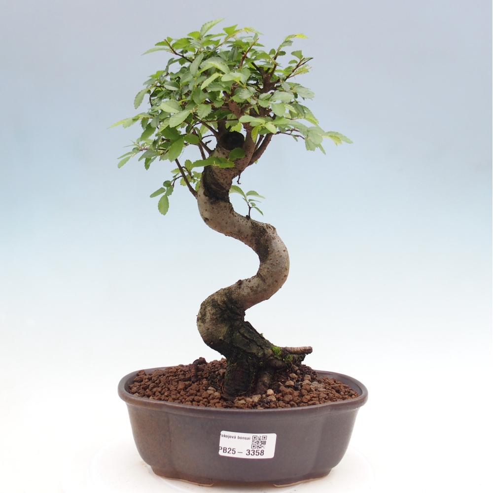 Pokój bonsai - Ulmus parvifolia - Wiąz drobnolistny
