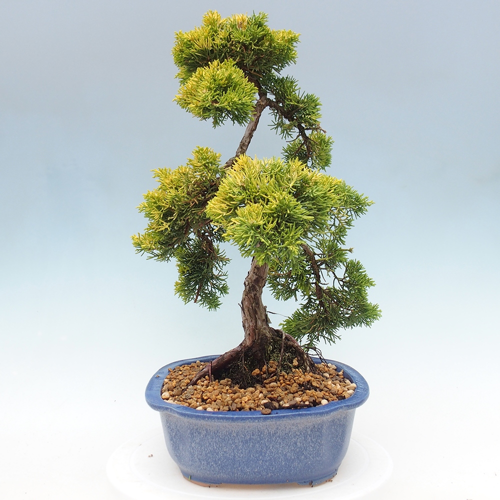 Bonsai plenerowe - Juniperus chinensis plumosa aurea - chiński jałowiec złoty