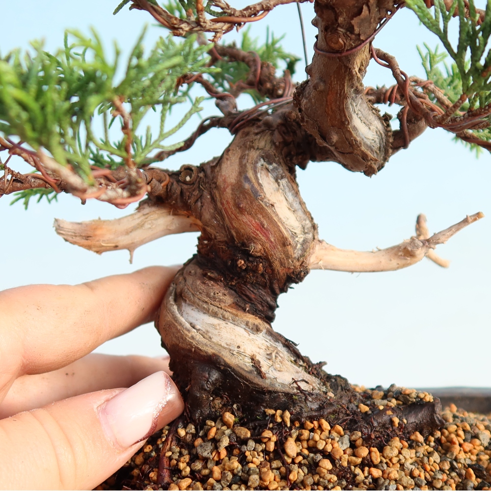 Outdoor bonsai - Juniperus chinensis Itoigawa - Jałowiec chiński