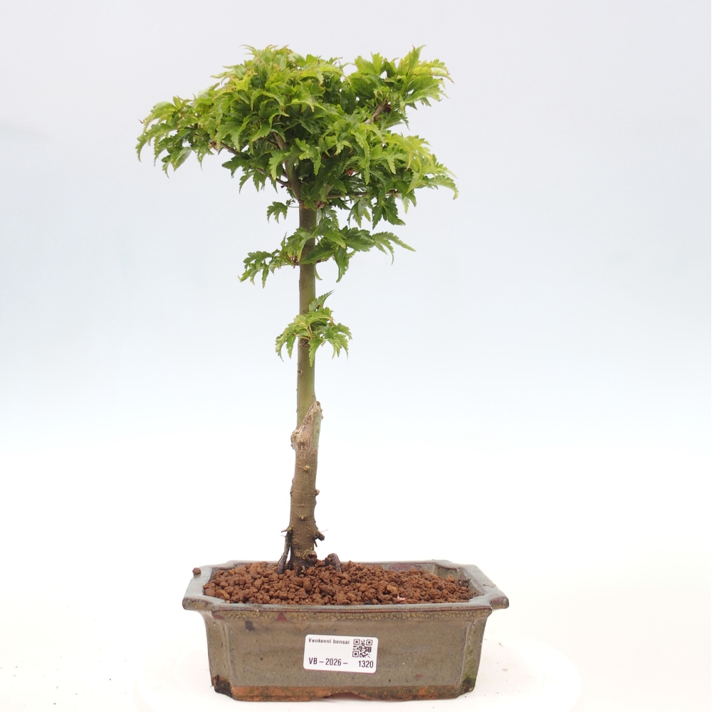 Outdoor bonsai - palma jaworowa Acer palmatum Shishigashira
