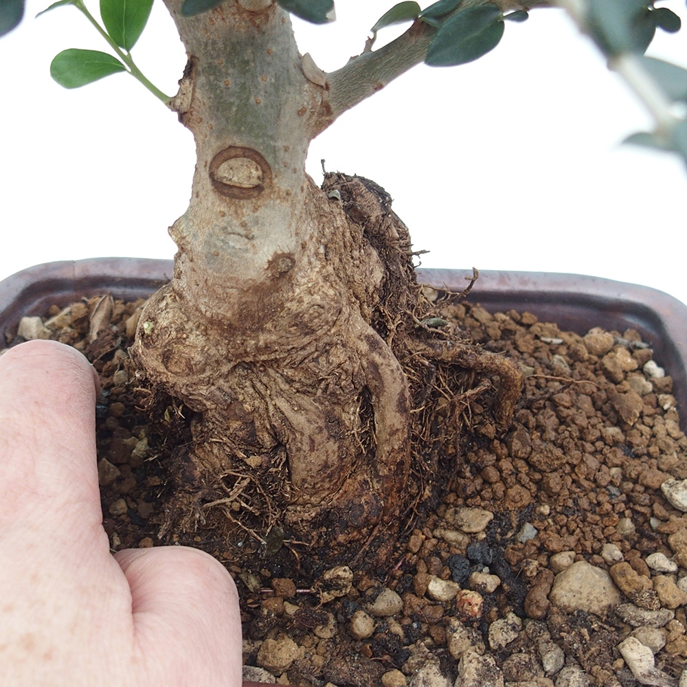 Bonsai do wnętrz - Olea europaea sylvestris