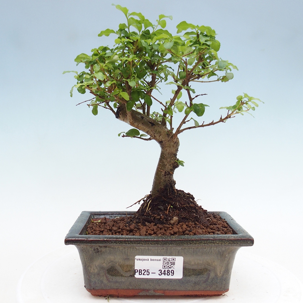 Pokój bonsai - Ligustrum chinensis - Dziób ptaka