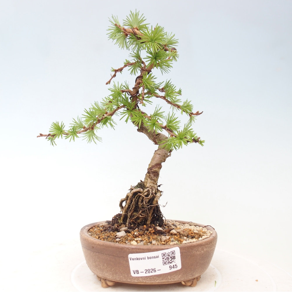 Outdoor bonsai - Larix Kaempferi - Modrzew japoński