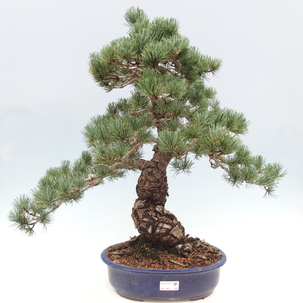 Outdoor bonsai - Pinus parviflora - Mała sosna