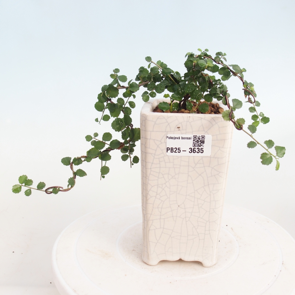 Pokój bonsai - Grewia sp. - Grewia malafolia