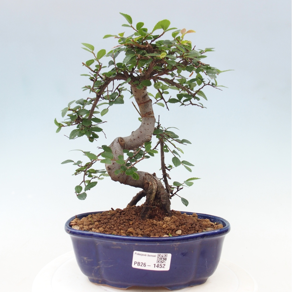 Pokój bonsai - Ulmus parvifolia - Wiąz drobnolistny