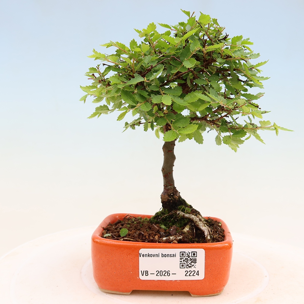 Bonsai ogrodowe – Ulmus parvifolia Sagei – wiąz drobnolistny