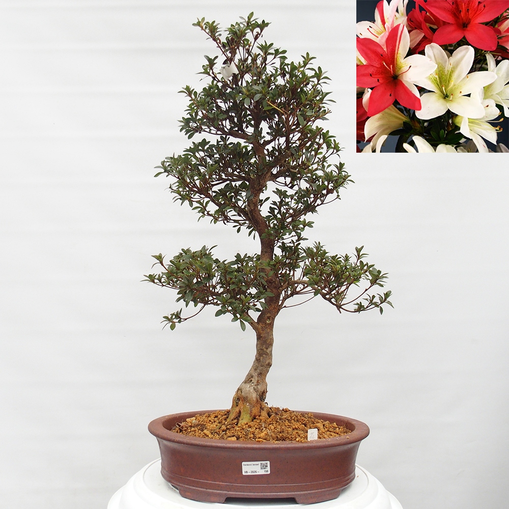 Bonsai zewnętrzne - Azalia japońska - Azalia Hanatsuzuri