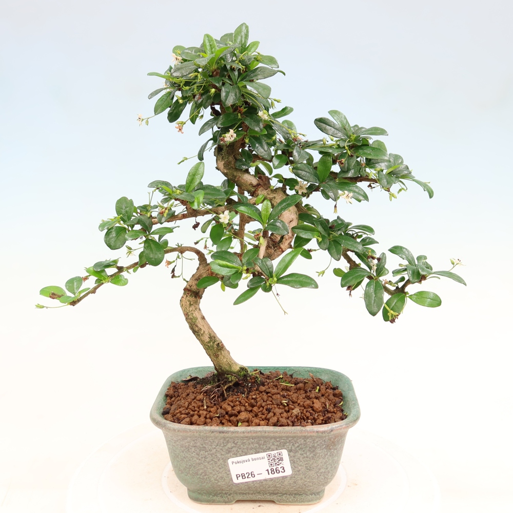 Bonsai pokojowe - Carmona macrophylla - Tea fuki