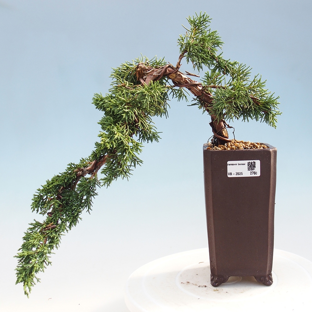 Bonsai zewnętrzne - Juniperus chinensis Kishu - Jałowiec chiński