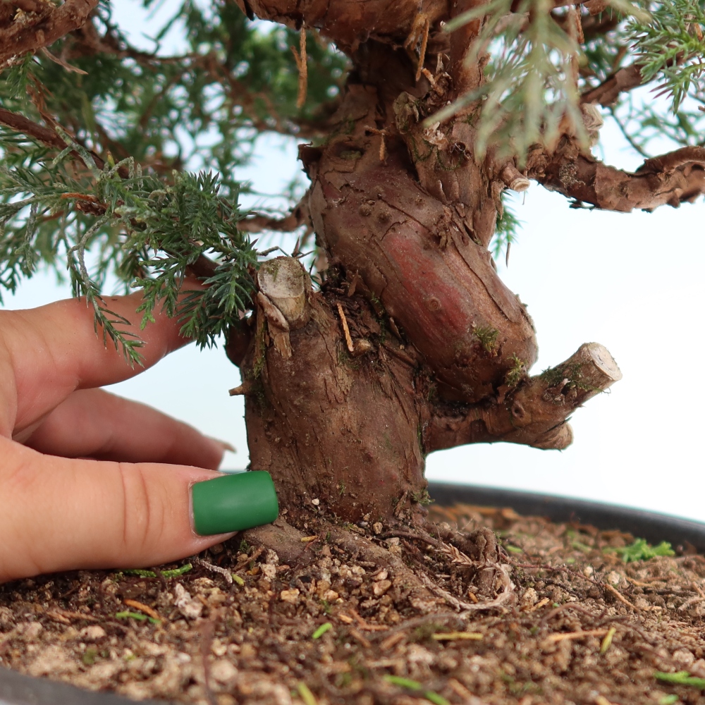 Bonsai ogrodowe – Juniperus chinensis Itoigawa – jałowiec chiński