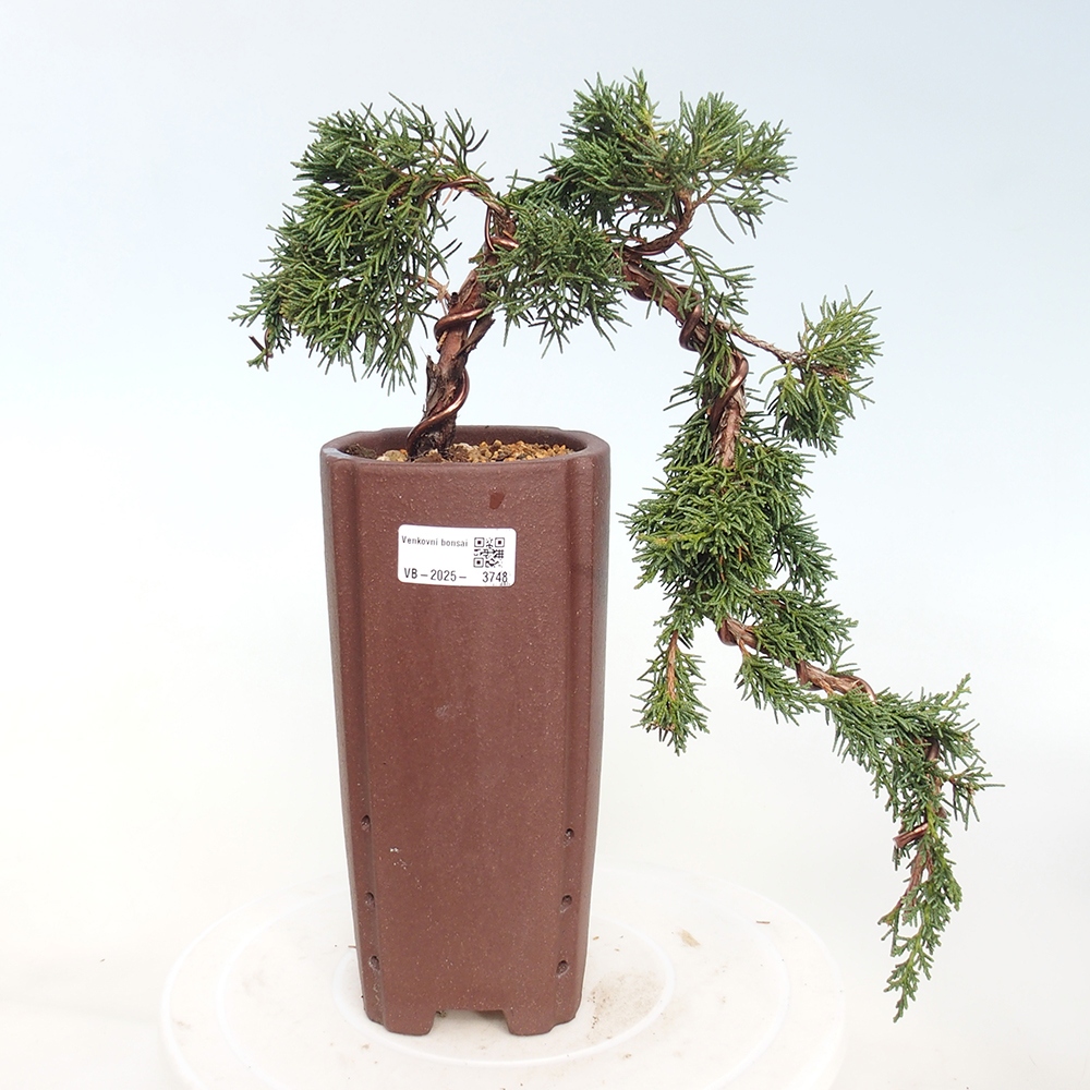 Outdoor bonsai - Juniperus chinensis Kishu