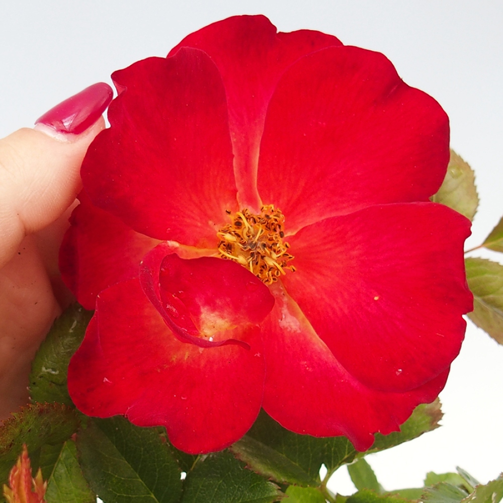 Bonsai na zewnątrz - Rosa Kordes - róża 