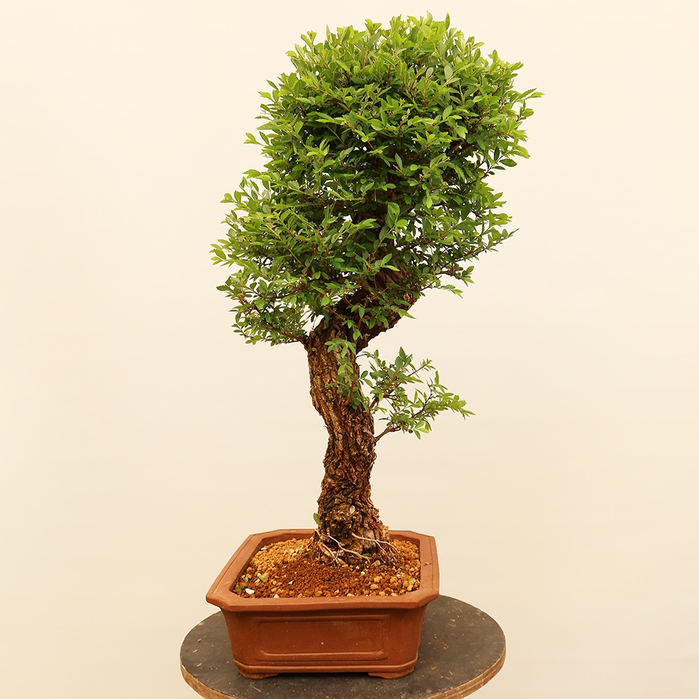 Bonsai na świeżym powietrzu - Zelkova - Zelkova NIRE
