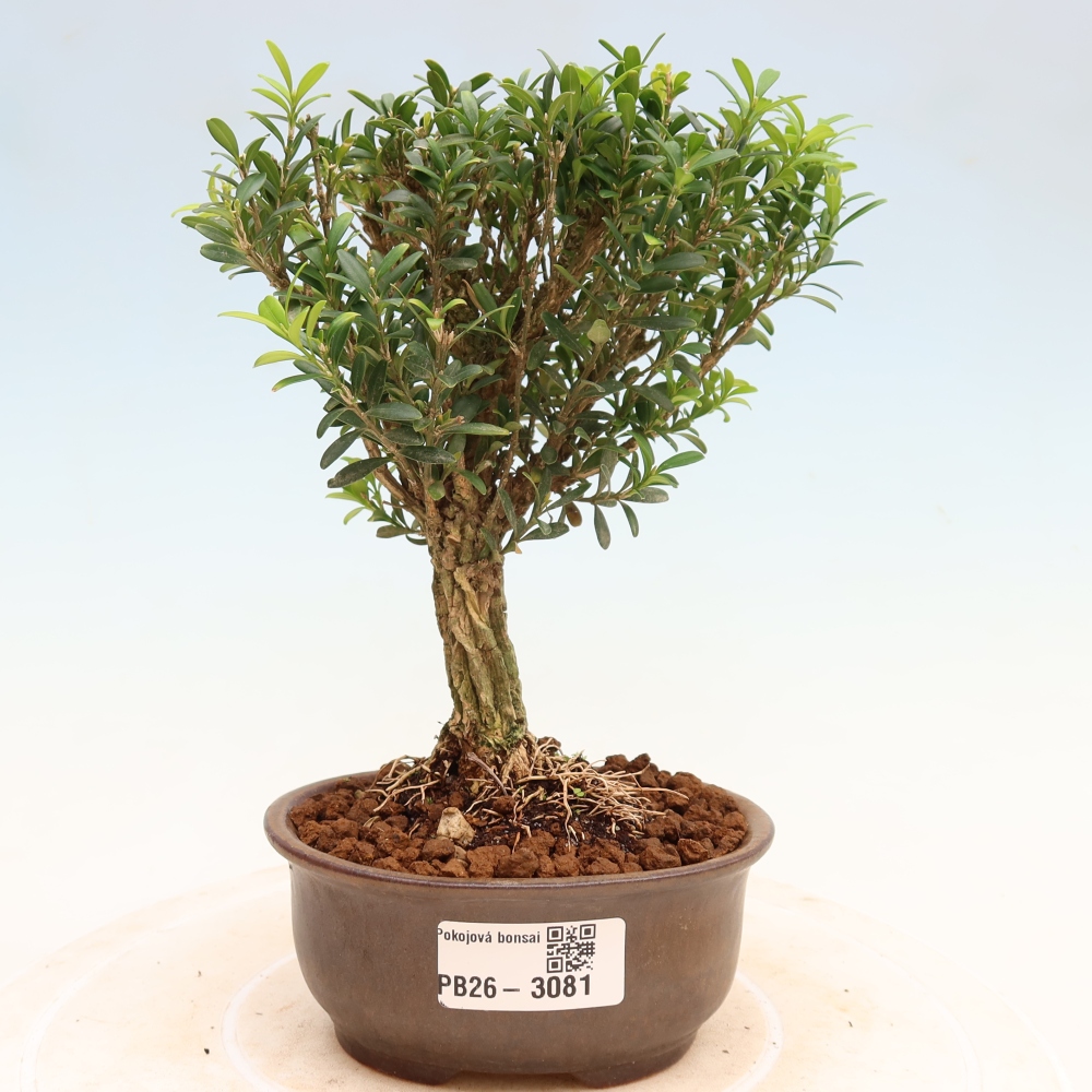 Pokój bonsai - Buxus harlandii - buxus korkowy