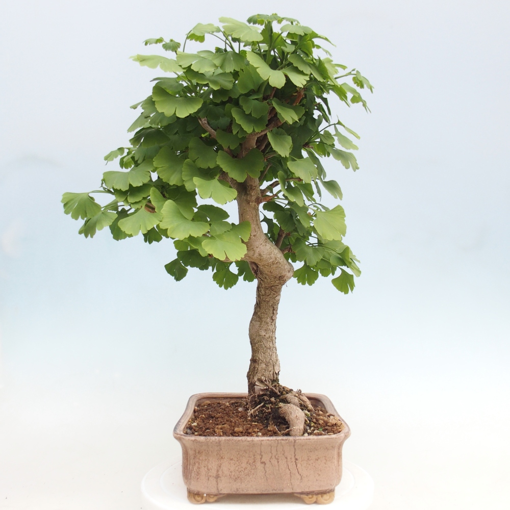 Outdoor bonsai - Ginkgo biloba - Miłorząb dwuklapowy
