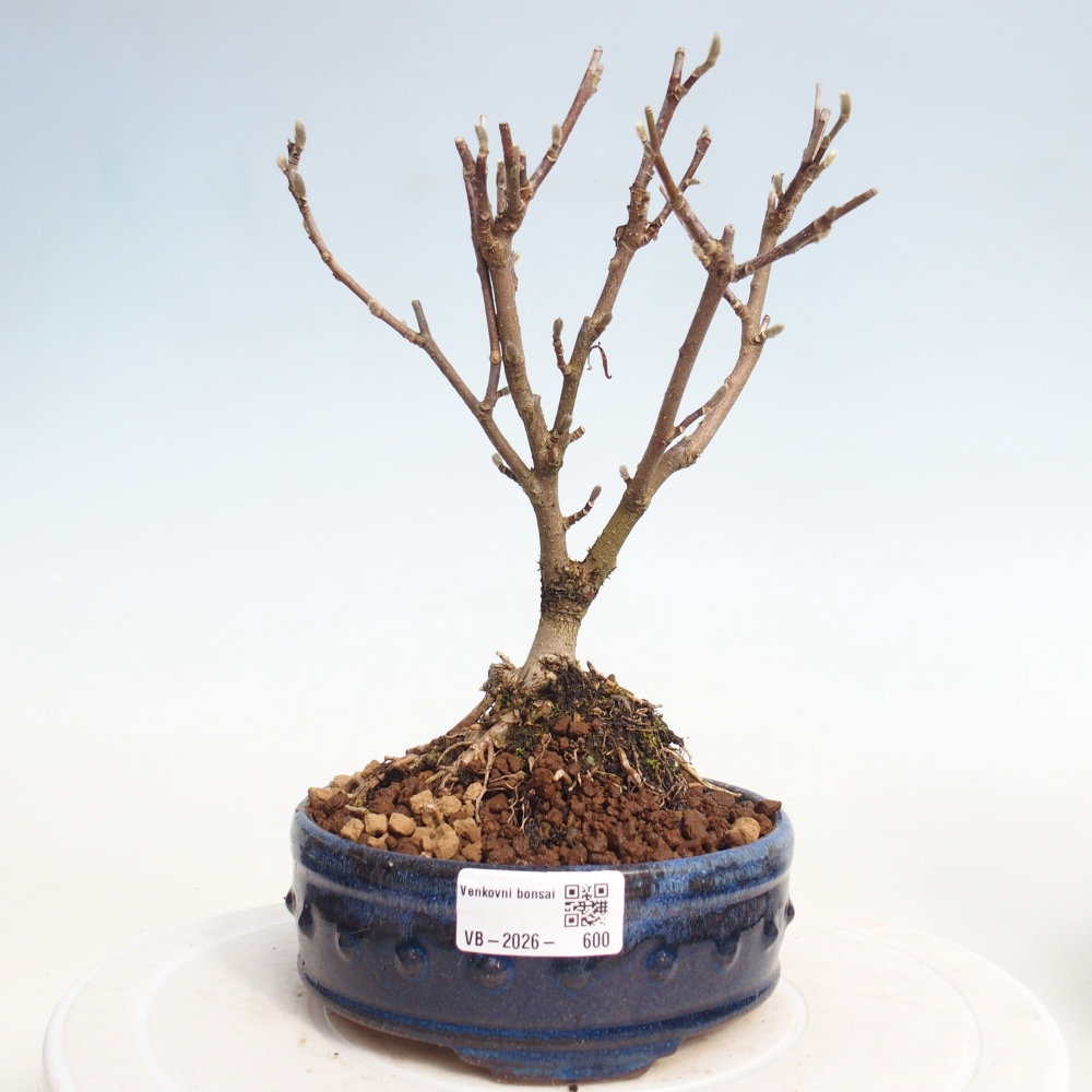 Bonsai na zewnątrz - Magnolia stellata