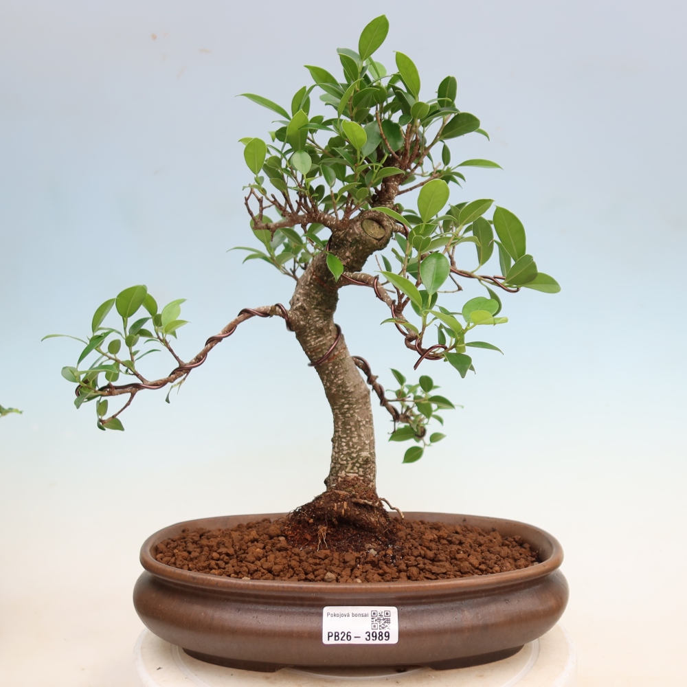 Pokój bonsai - Ficus kimmen - figowiec drobnolistny