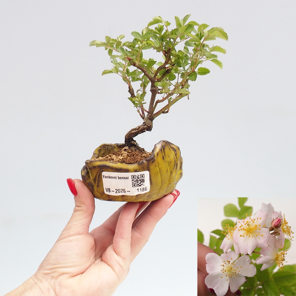 Outdoor bonsai - Rosa sp. - róża drobnokwiatowa