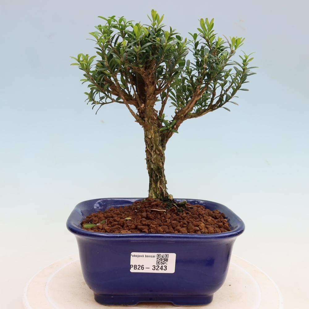 Pokój bonsai - Buxus harlandii - buxus korkowy