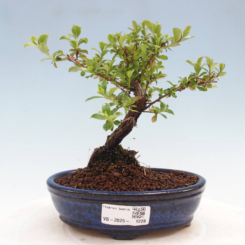 Bonsai zewnętrzne - Escallonia „Dart's Rosy Red” - Urojenie