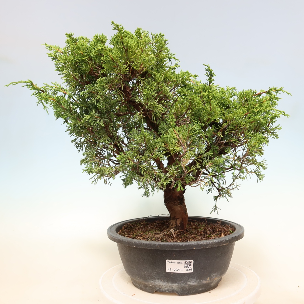 Bonsai ogrodowe – Juniperus chinensis Itoigawa – jałowiec chiński