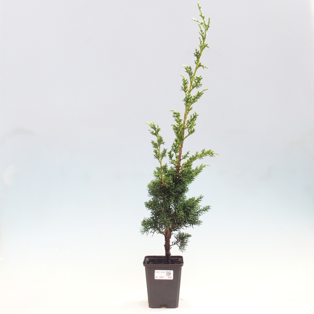 Outdoor bonsai - Juniperus chinensis Kishu