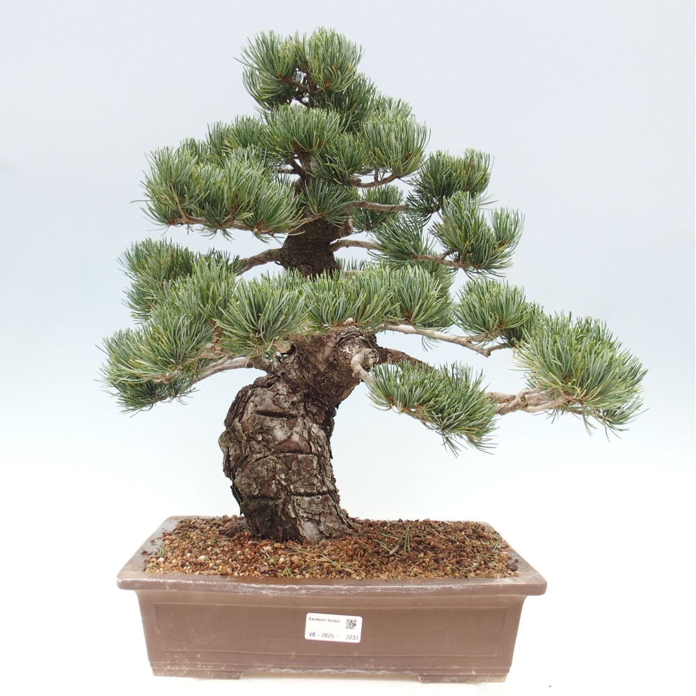 Outdoor bonsai - Pinus parviflora - Mała sosna