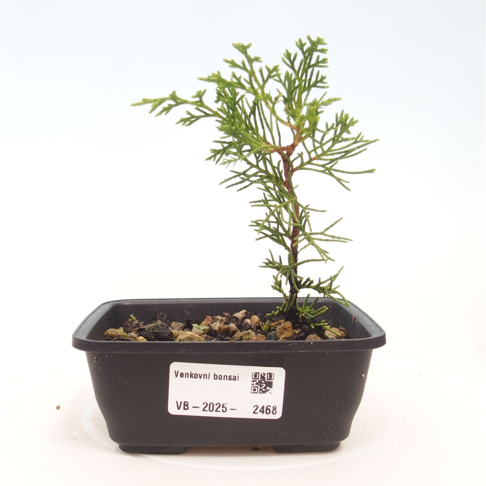 Outdoor bonsai - Juniperus chinensis Itoigawa - Jałowiec chiński